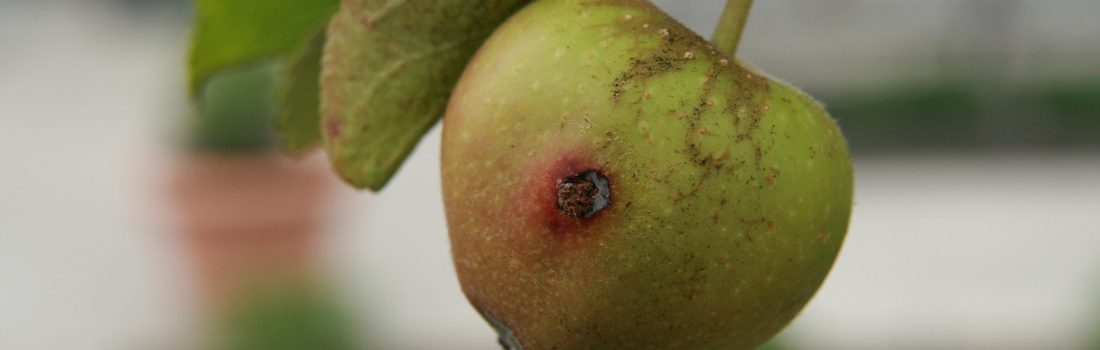 Insect hole in apple
