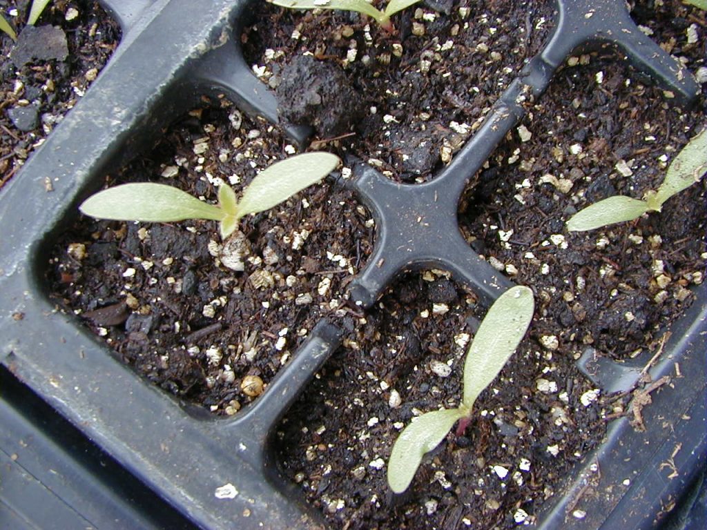 Small seedlings grown indoors