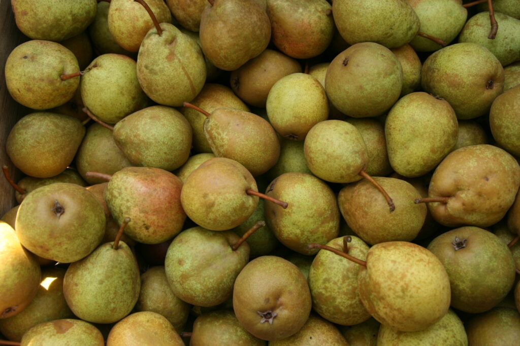 Growing Pears in Wisconsin