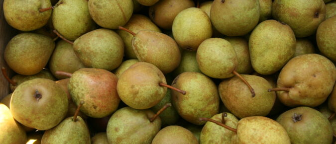 Growing Pears in Wisconsin