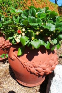 image of strawberries growing in clay pot