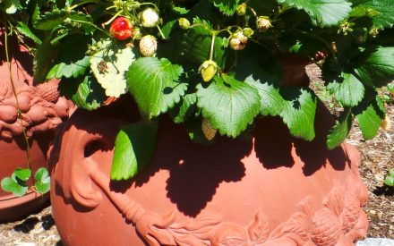 image of strawberries growing in clay pot