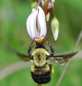 image of bee, Bombus grisecollis on shooting star flower