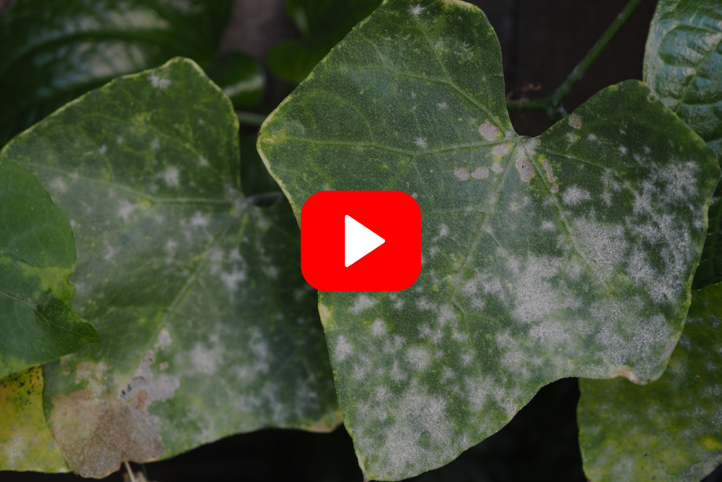 ▶︎ Watch: Powdery Mildew Remedies
