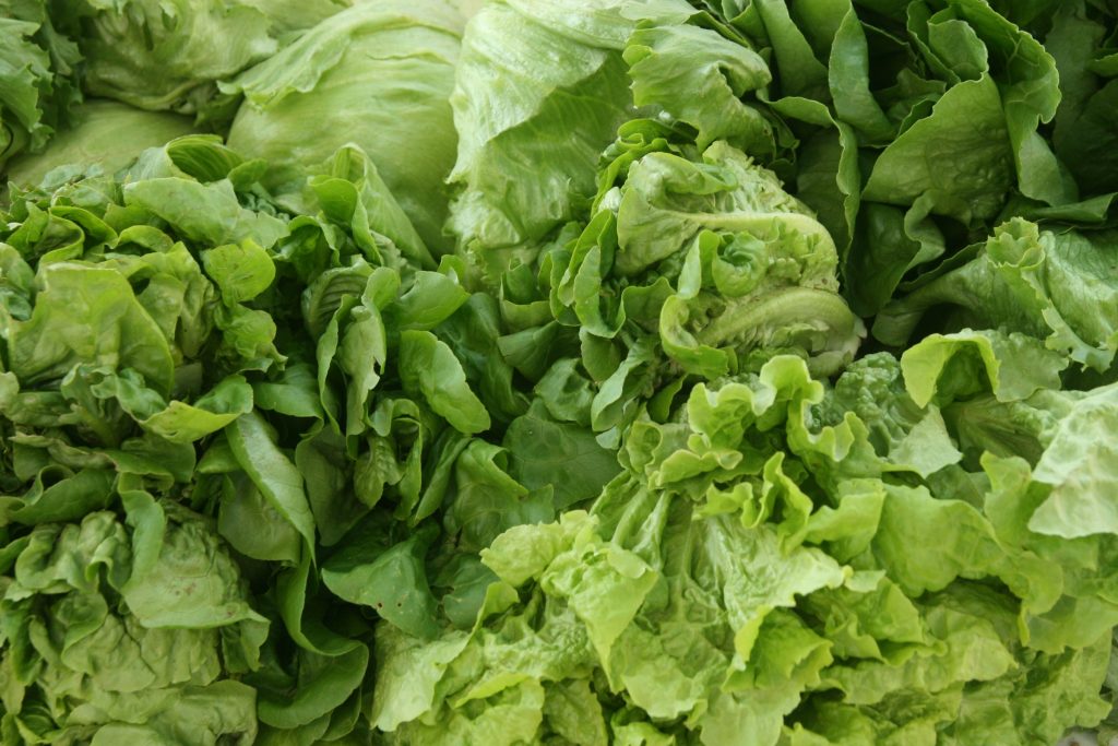Growing Salad Greens in Wisconsin