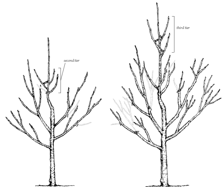 Training and Pruning Apple Trees – Wisconsin Horticulture