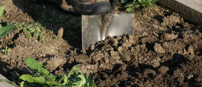 Beginning Vegetable Garden Basics: Site Selection and Soil Preparation