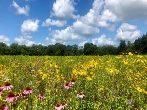 Image of a field of pink and yellow pollinator friendly plants with blue sky and white clouds.