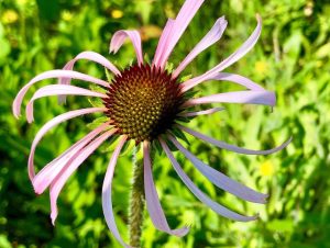 image of a type of Echinacea flower as a pollinator friendly plant