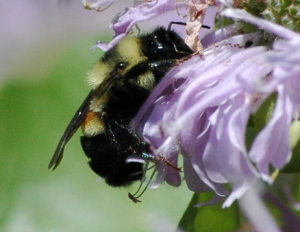 Image of a Rusty Patched Bumblebee on a Monarda flower