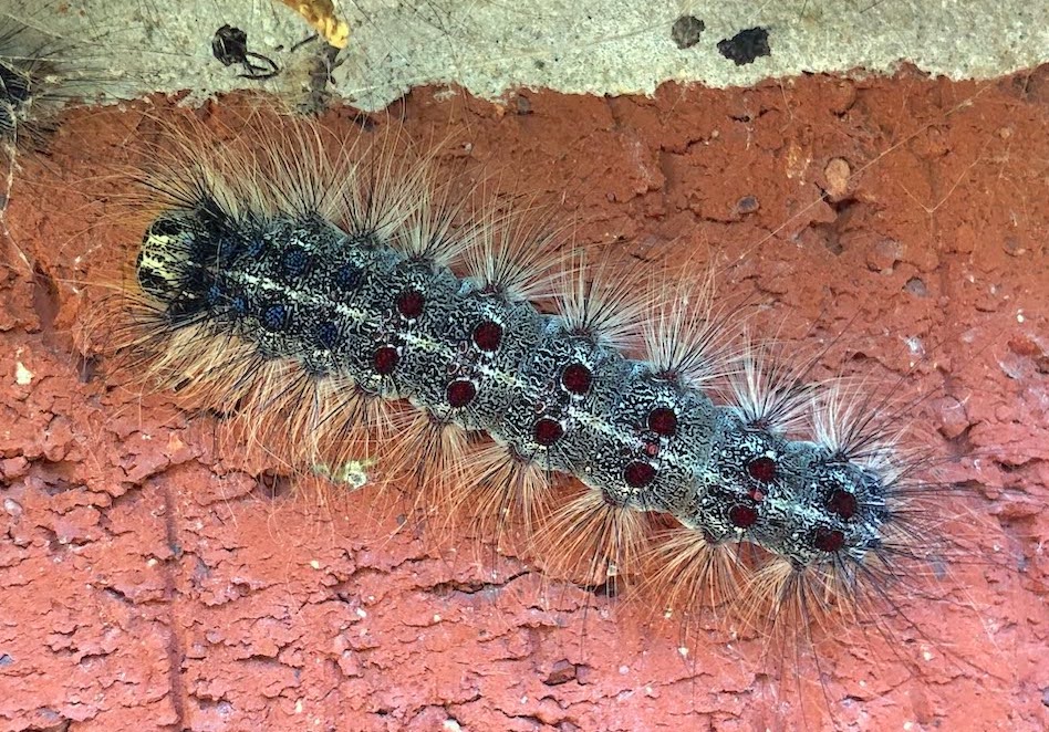 Spongy Moth Caterpillar 2025