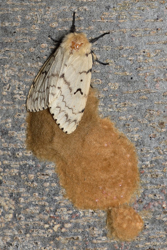 brown day feeding moths
