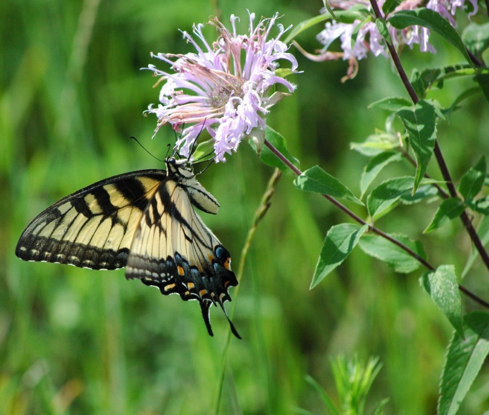 Swallowtail butterfly on monarda