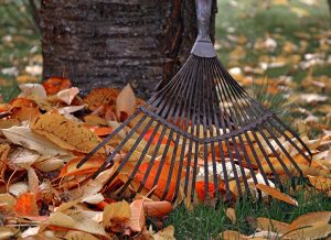Image of rake with fallen leaves