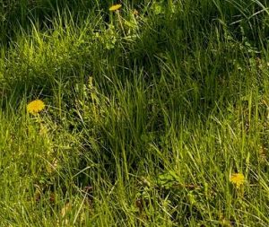 Image of turfgrass with a few dandelions