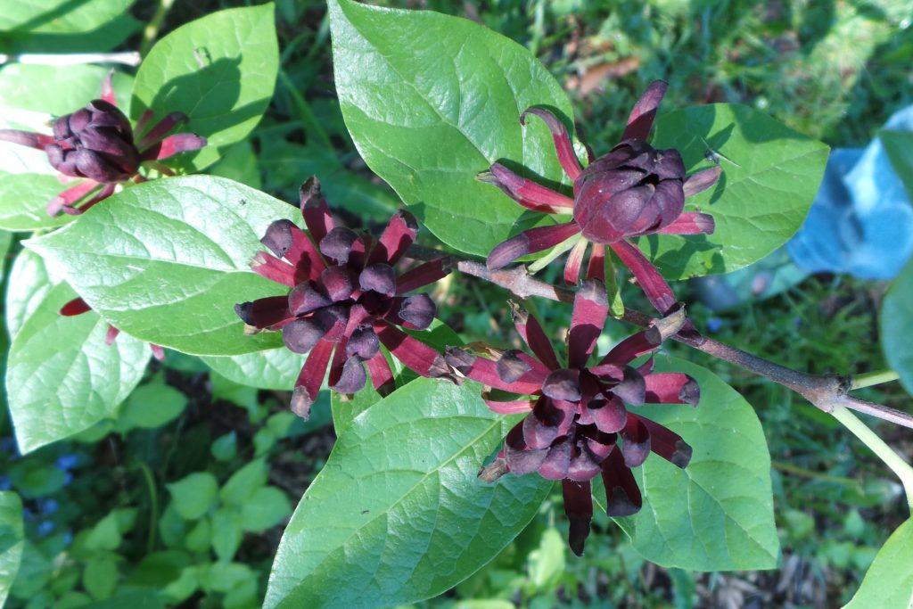 ** Calycanthus floridus (Carolina Allspice)