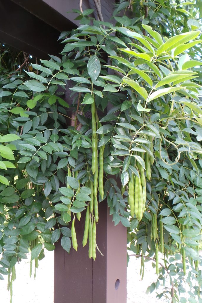 * Wisteria macrostachys (Kentucky Wisteria)