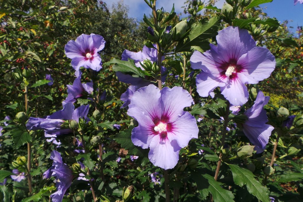 ** Hibiscus syriacus (Rose-of-Sharon)