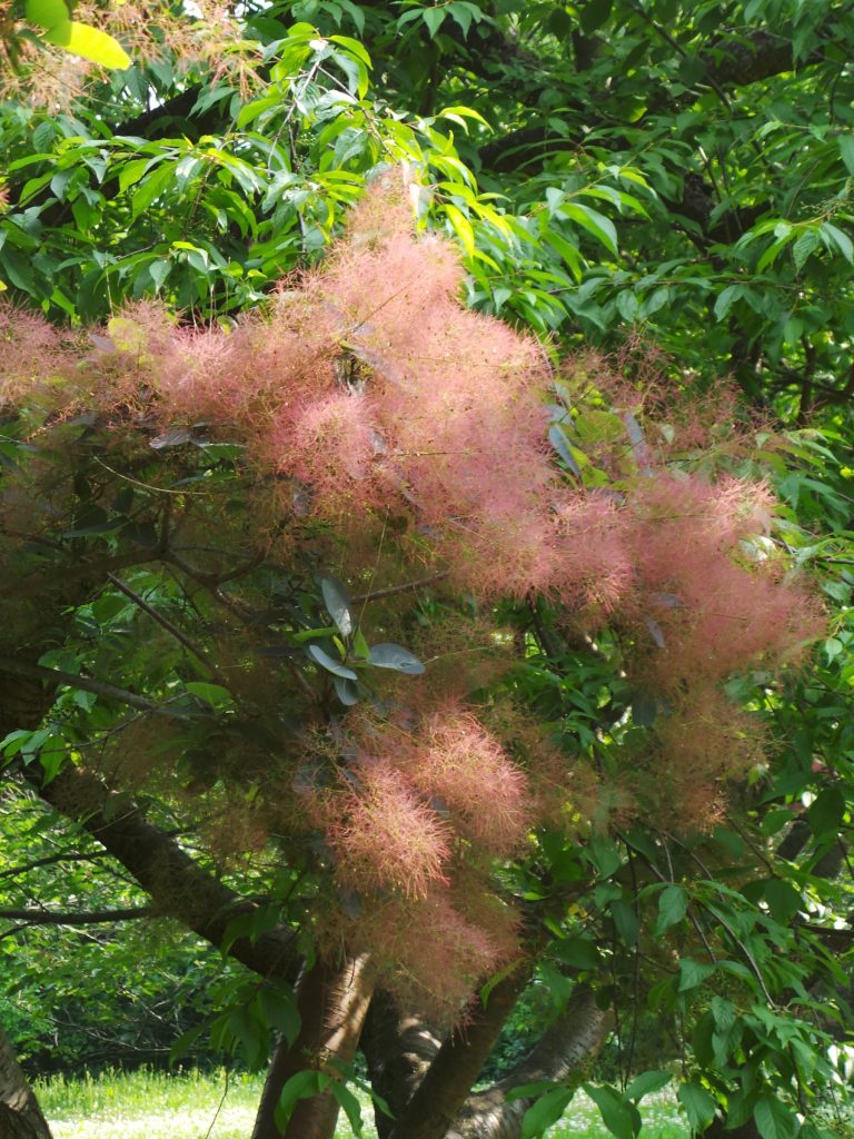 * Cotinus coggygria (Smokebush)