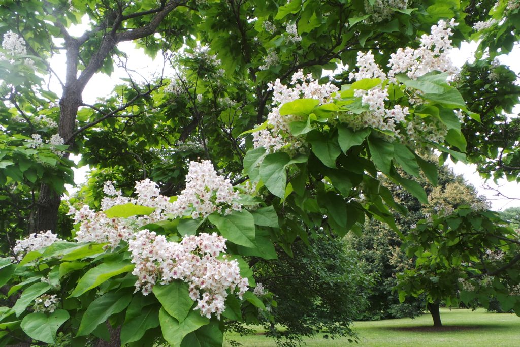 * Catalpa speciosa (Northern Catalpa)