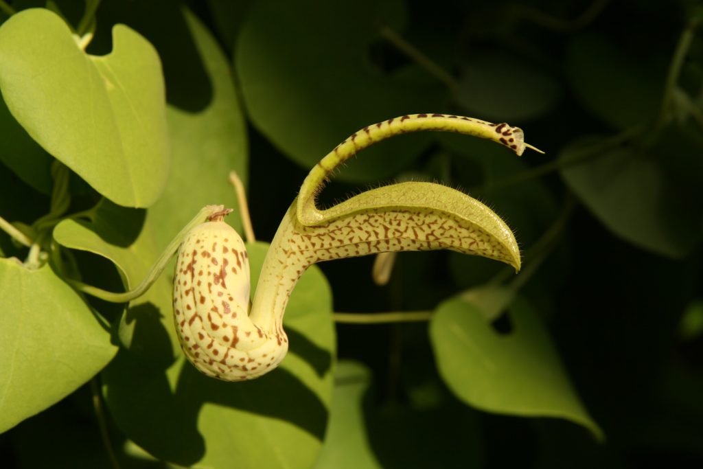 * Aristolochia macrophylla (Dutchman’s Pipe)