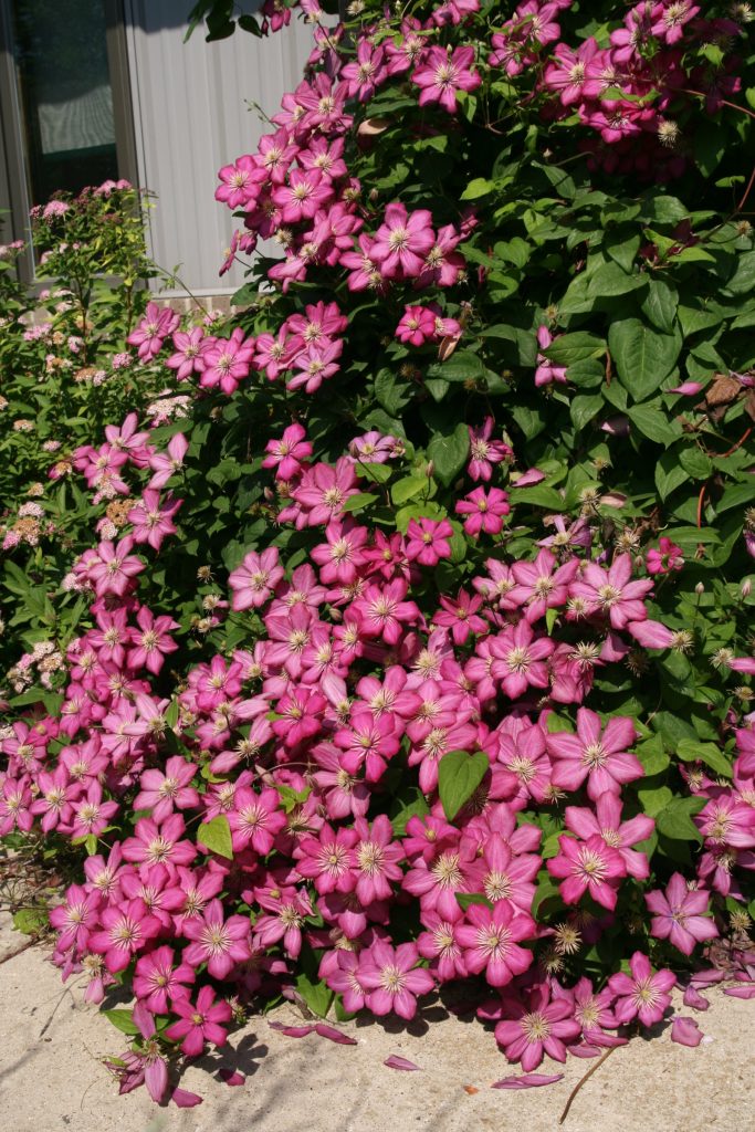 * Clematis 'Ville de Lyon'