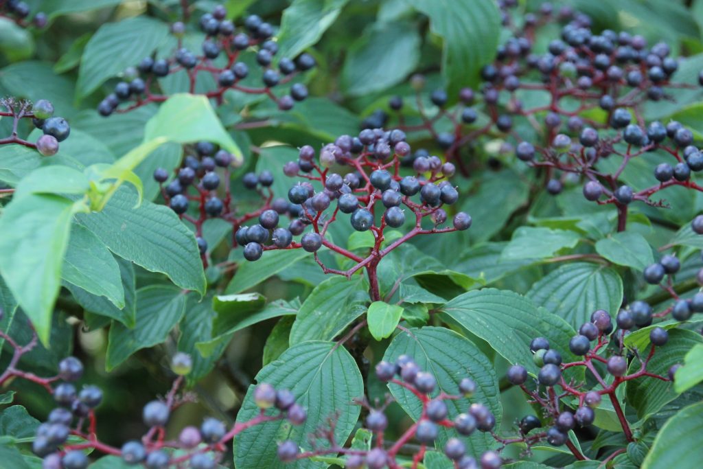 Cornus alternifolia (Pagoda Dogwood)