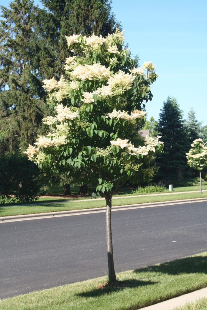 Syringa reticulata ‘Ivory Silk’ (Japanese Tree Lilac)