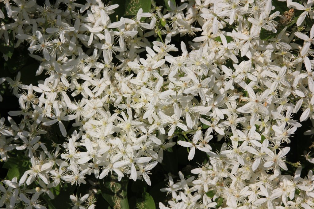 * Clematis terniflora (Sweet Autumn Clematis)