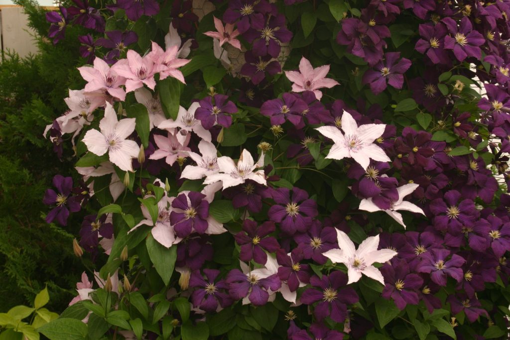 * Clematis hybrids