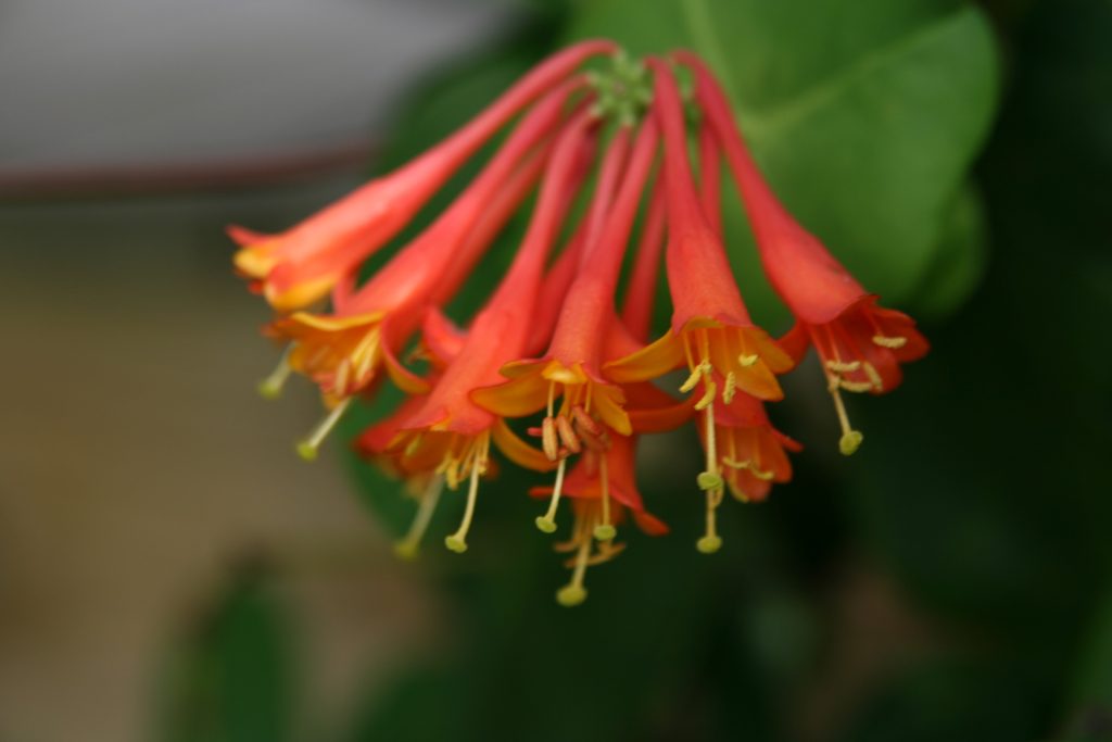 * Lonicera sempervirens (trumpet honeysuckle)