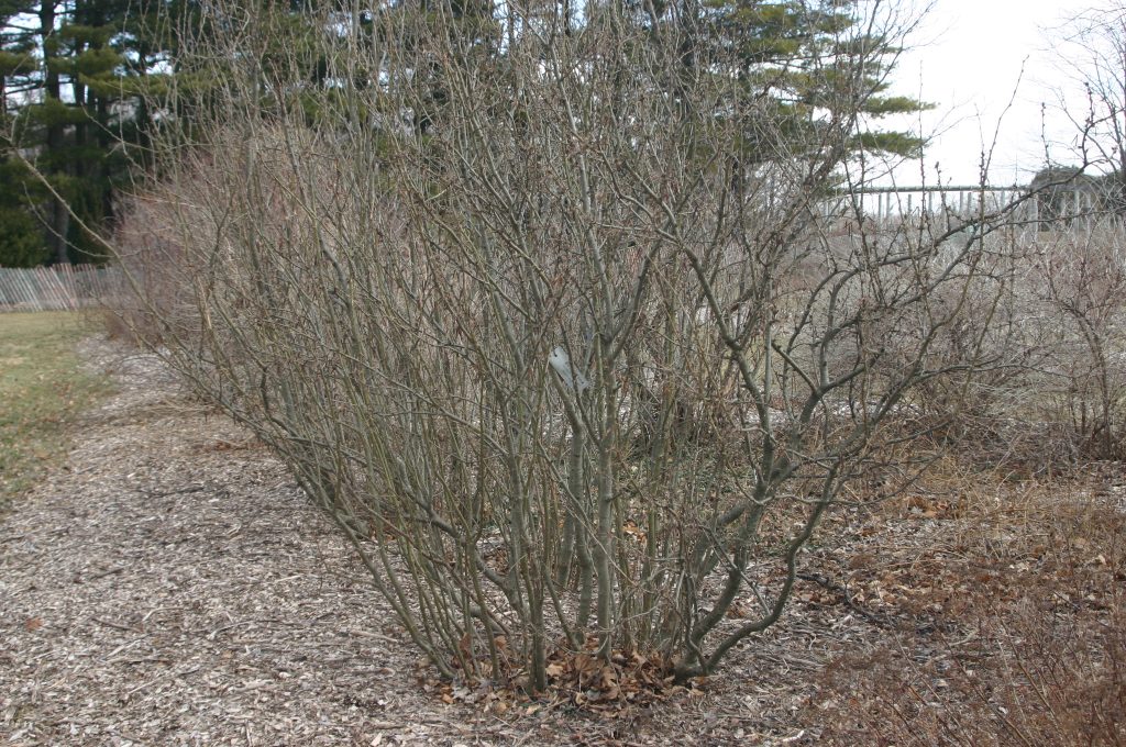 Pruning Deciduous Shrubs