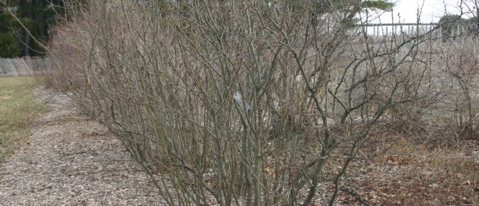 Pruning Deciduous Shrubs