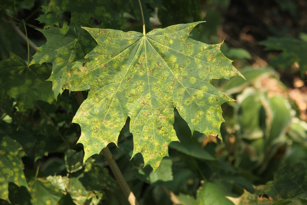 Deciduous Tree Leaf Disease Quick Reference