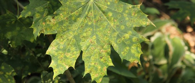 Deciduous Tree Leaf Disease Quick Reference