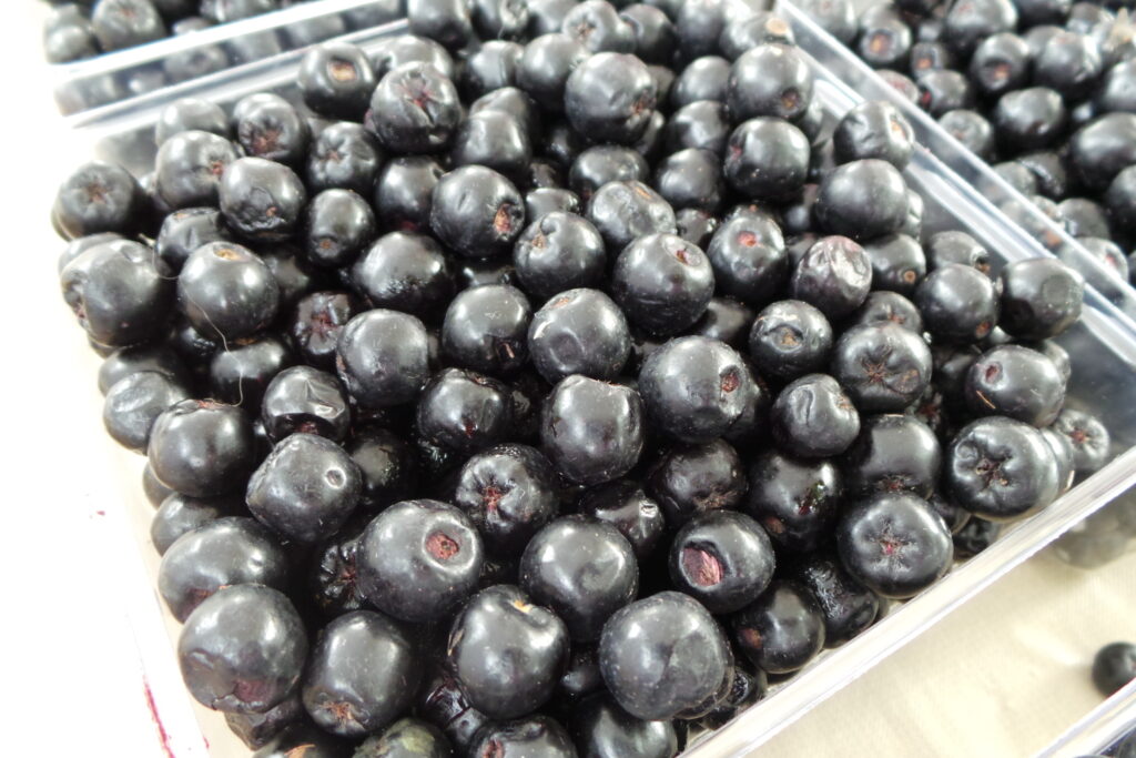 Home Fruit Cultivars of Northern Wisconsin