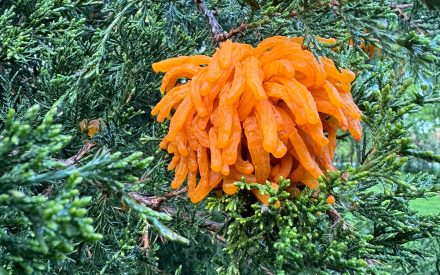 Conifer Disease Quick Reference