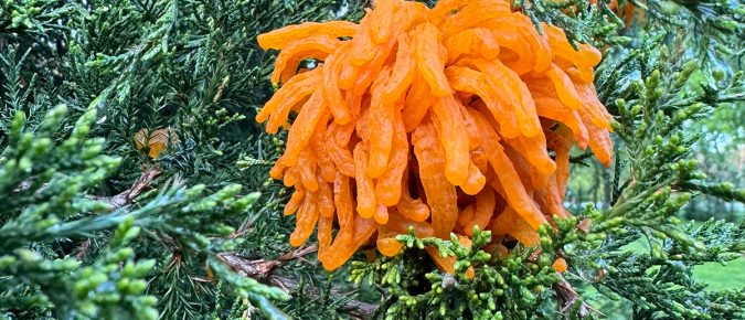 Conifer Disease Quick Reference