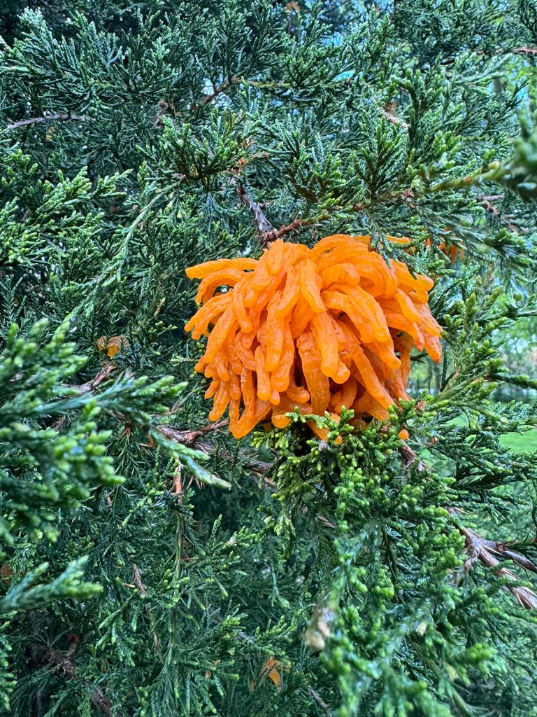 Conifer Disease Quick Reference