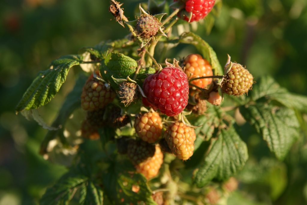Growing Raspberries in Wisconsin
