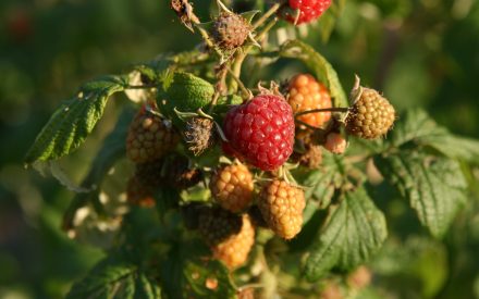 Growing Raspberries in Wisconsin
