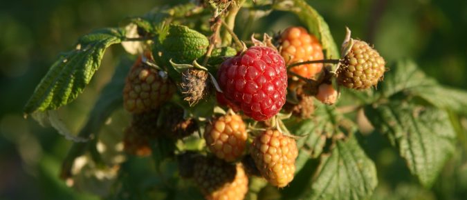 Growing Raspberries in Wisconsin