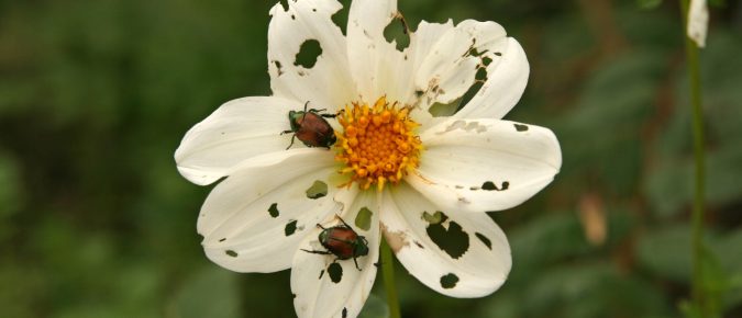 Degree Days for Common Landscape Insect Pests