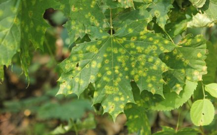 Ten Common Plant Diseases/Disorders You Can Diagnose by Eye