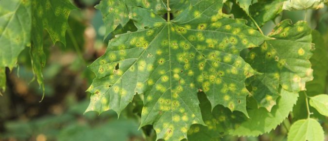 Ten Common Plant Diseases/Disorders You Can Diagnose by Eye