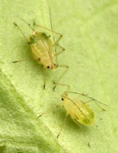Two aphids on a leaf