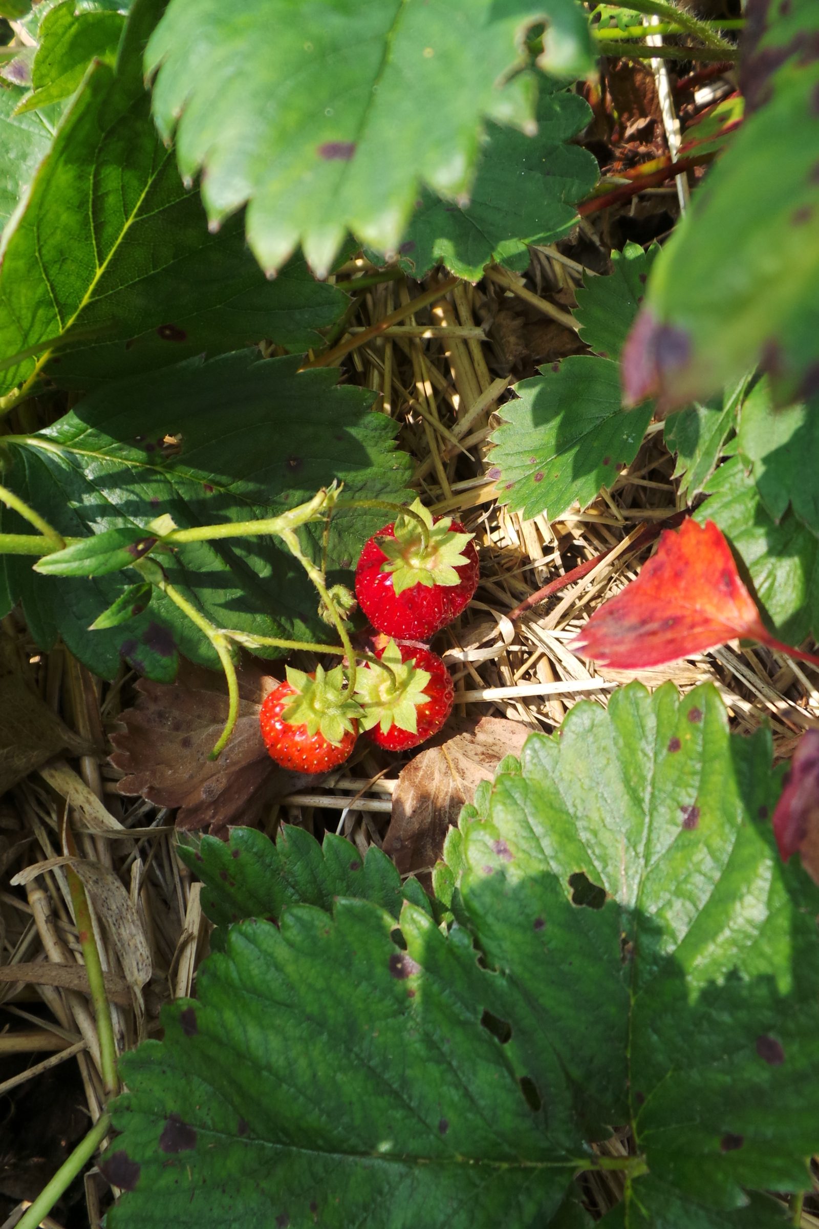 Three ripe strawberries among green foliage and straw mulch