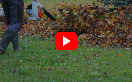 ▶ Watch: Yard and Garden Cleanup with Diseases and Insects in Mind