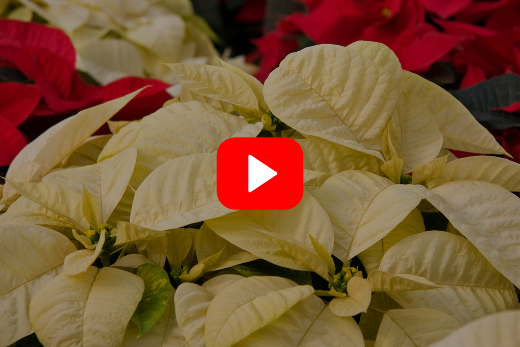 ▶ WATCH: Maintaining Your Festive Houseplants