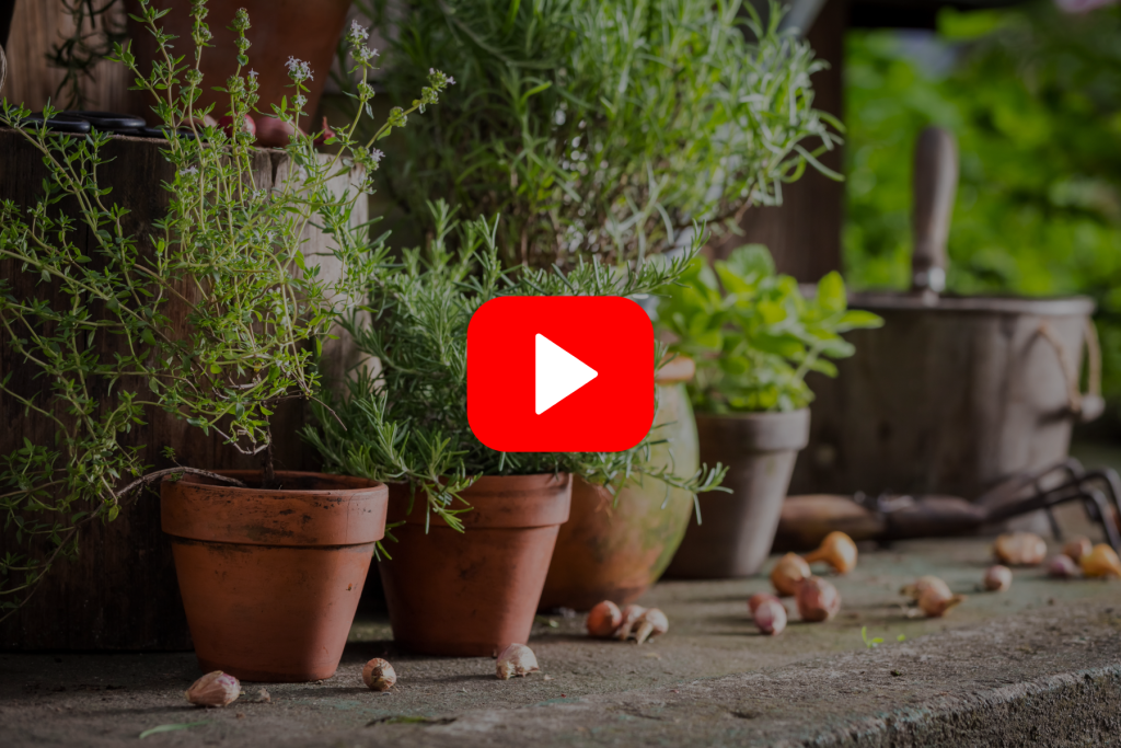 ▶ WATCH: Bringing the Garden Inside